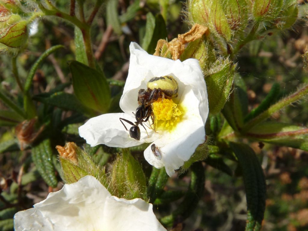 L''imperatore (Synema globosum) e la lady(bug)